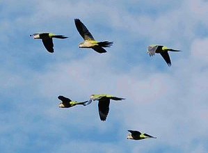 Birds in flight getting narrowed